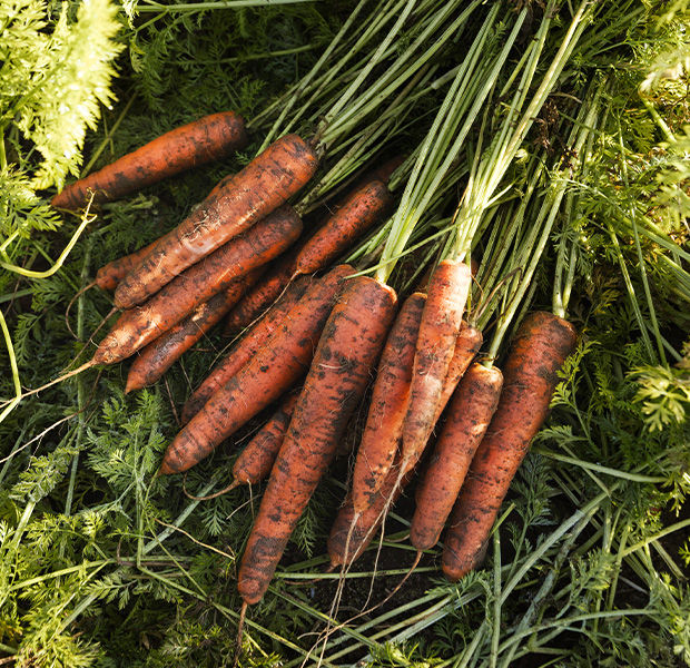 Carrots - Meet the Tastemakers