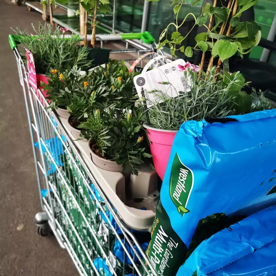 Donating Plants and soil to the Art Shack | Asda St Leonards on Sea