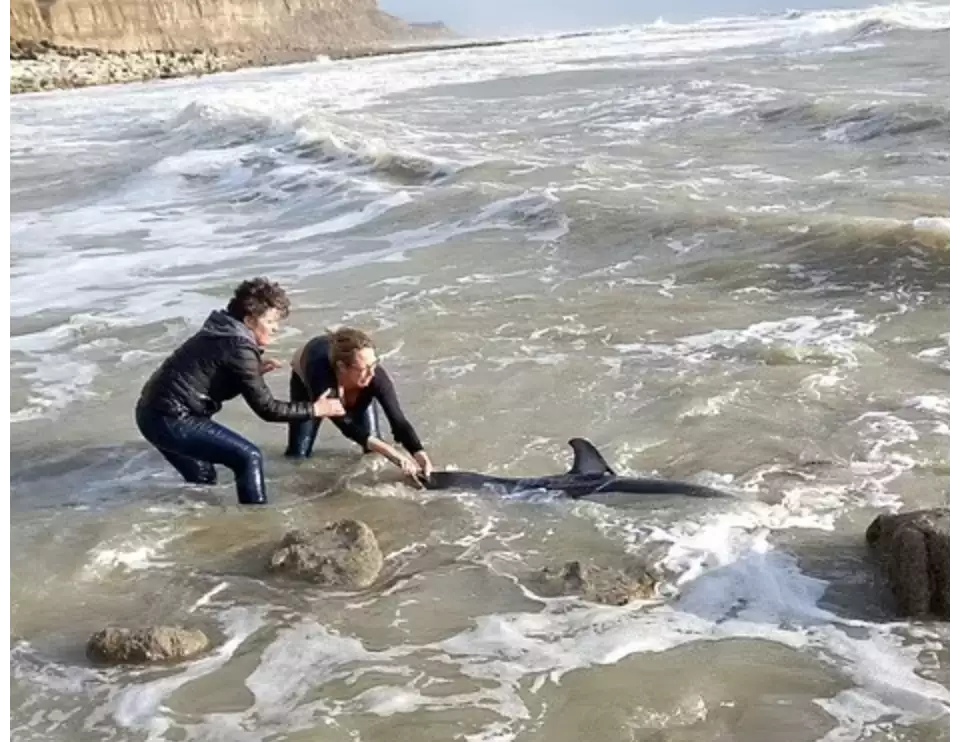 Sarah Gale from Asda St Leonards helped rescue a stranded baby dolphin