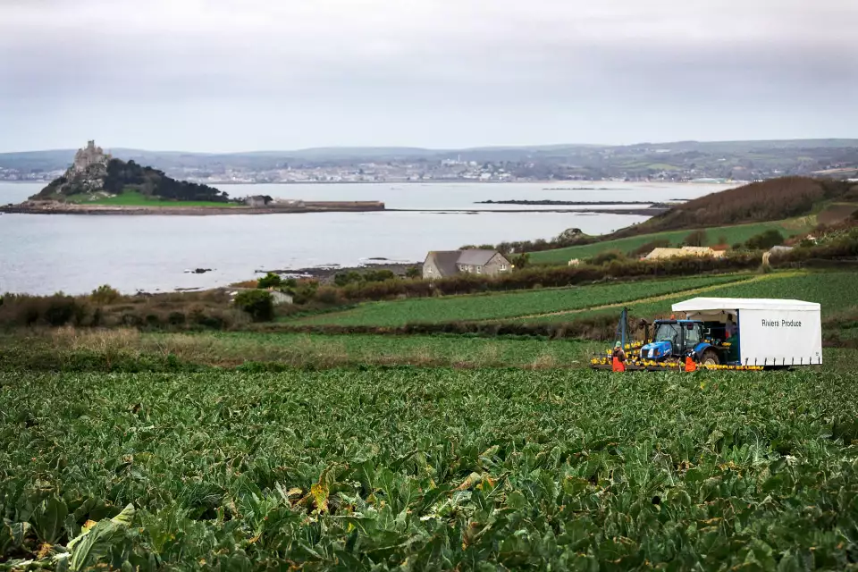 Growing cauliflowers for Asda at the farm in Cornwall